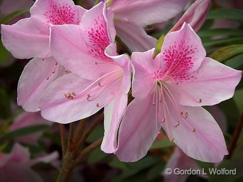 Azaleas_9425.jpg - Photographed in Louisiana near Orange, Texas, USA.