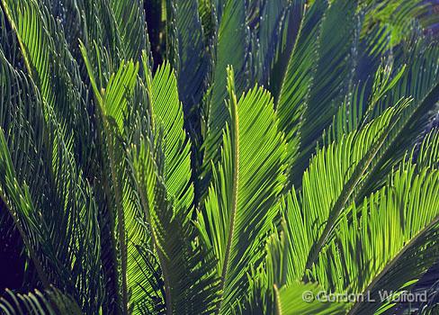 Fronds_26310.jpg - Photographed in Breaux Bridge, Louisiana, USA.