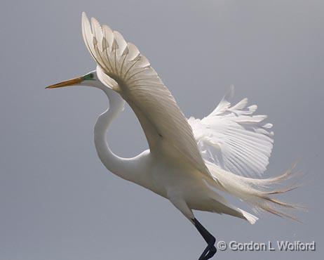 Elegance_45985.jpg - Great Egret (Ardea alba)Photographed at Lake Martin near Breaux Bridge, Louisiana, USA.