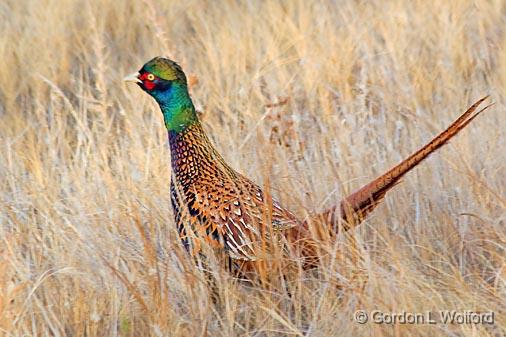 Pheasant_73476.jpg - Photographed in the Bosque del Apache National Wildlife Refuge near San Antonio, New Mexico USA. 