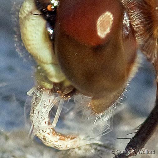 Dragonfly-Chowing-Down_50885-8crop.jpg