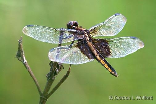 Dragonfly_50810.jpg - Photographed near Lindsay, Ontario, Canada.