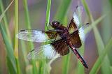 Dragonfly_04408