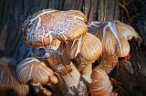 Mushrooms_54395