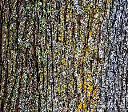 Bark_DSCF5266.jpg - Photographed at Smiths Falls, Ontario, Canada.