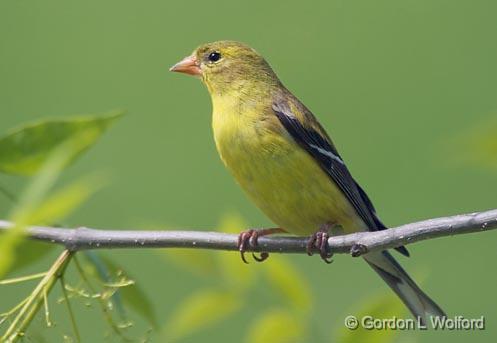 Goldfinch_49006.jpg - American Goldfinch (Carduelis tristis)Photographed In Ottawa, Ontario - the Capital of Canada.