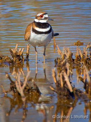 Killdeer_53049.jpg - Killdeer (Charadrius vociferus) photographed at Ottawa, Ontario - the capital of Canada.