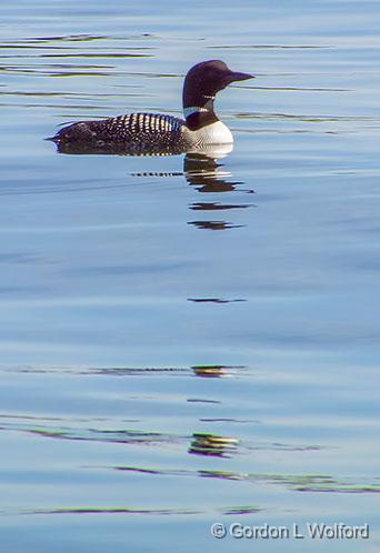 Loon_DSCF04434.jpg - Common Loon (Gavia immer) photographed on Otter Lake near Lombardy, Ontario, Canada.