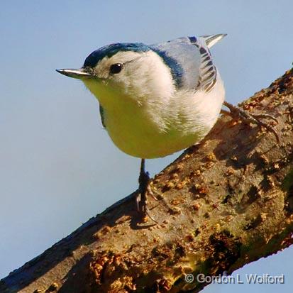 Nuthatch_48047.jpg - White-breasted Nuthatch (Sitta carolinensis)Photographed near Ottawa, Ontario - the Capital of Canada.