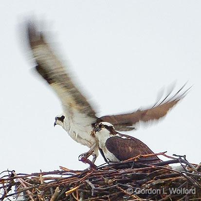 Ospreys_DSCF00451.jpg - Ospreys (Pandion haliaetus) photographed at Smiths Falls, Ontario, Canada.