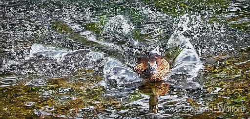 Splashdown_DSCF4635.jpg - Wood Duck (Aix sponsa) photographed at Ottawa, Ontario, Canada.