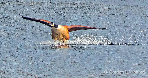 Splashdown_DSCF6674.jpg - Canada Goose (Branta canadensis) photographed along the Rideau Canal Waterway at Smiths Falls, Ontario, Canada.