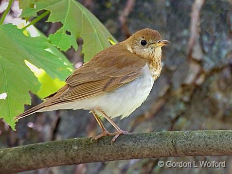 Veery_48911.jpg - Veery (Catharus fuscescens)Photographed near Ottawa, Ontario - the Capital of Canada.