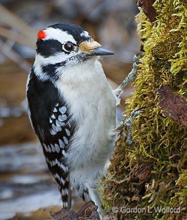 Woodpecker_47869.jpg - Downy Woodpecker (Picoides pubescens)Photographed near Ottawa, Ontario - the Capital of Canada.