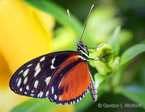 Butterfly_28168-9.jpg - Photographed at Ottawa, Ontario, Canada.