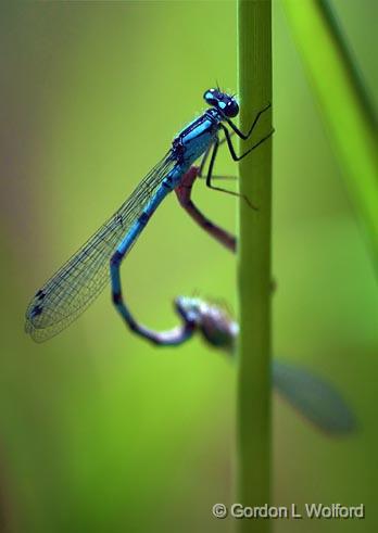 Damselflies_00732.jpg - Photographed near Carleton Place, Ontario, Canada.