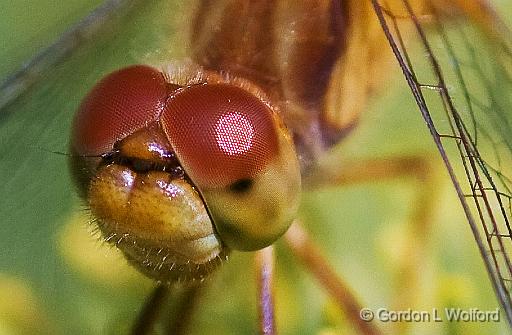 Dragonfly-On-A-Pine_51428crop.jpg