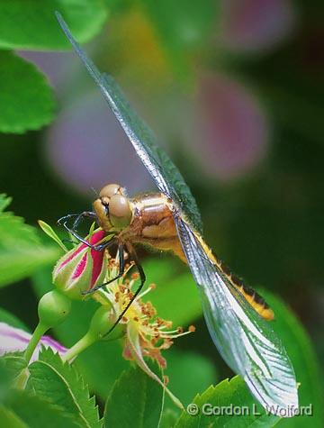 Dragonfly_00566.jpg - Morris Island Conservation AreaPhotographed near Fitzroy Harbour, Ontario, Canada.