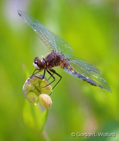 Dragonfly_00591.jpg - Morris Island Conservation AreaPhotographed near Fitzroy Harbour, Ontario, Canada.