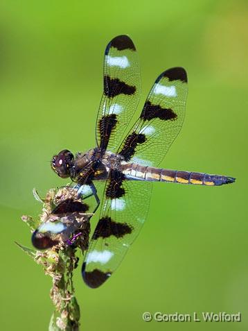 Dragonfly_54177.jpg - Male Twelve-spotted Skimmer (Libellula pulchella) photographed at Ottawa, Ontario, Canada.