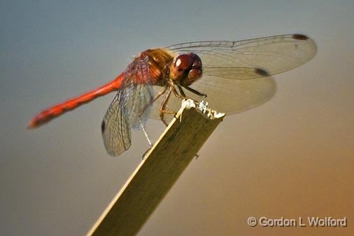 Dragonfly_54253.jpg - Photographed at Baxter Conservation Area near Kars, Ontario, Canada.