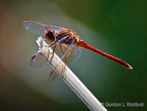 Dragonfly_54263.jpg - Photographed at Baxter Conservation Area near Kars, Ontario, Canada.