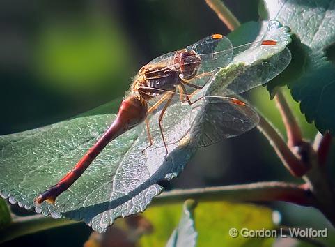 Dragonfly_DSCF02490.jpg - Photographed at Smiths Falls, Ontario, Canada.