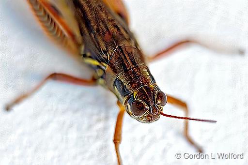 Grasshopper_P1170959-64.jpg - Photographed at Smiths Falls, Ontario, Canada.