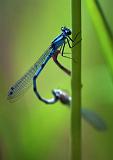 Damselflies_00732