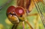 Dragonfly-On-A-Pine_51428crop