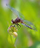 Dragonfly_00591