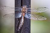 Dragonfly_26906-10