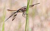 Dragonfly_27036