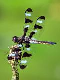 Dragonfly_54177