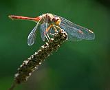 Dragonfly_54279