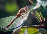 Dragonfly_DSCF02490