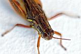 Grasshopper_P1170959-64