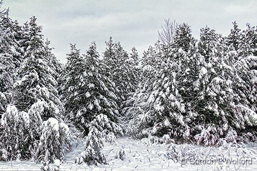 Snowfall_32366.jpg - Photographed near Smiths Falls, Ontario, Canada.