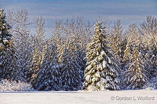 Snowscape_32500.jpg - Photographed near Numogate, Ontario, Canada.