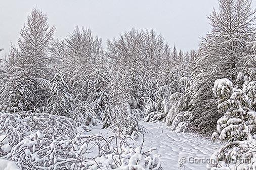 Snowscape_32520.jpg - Photographed near Lombardy, Ontario, Canada.