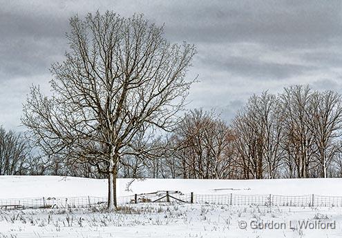 Snowscape_33938.jpg - Photographed near Lombardy, Ontario, Canada.