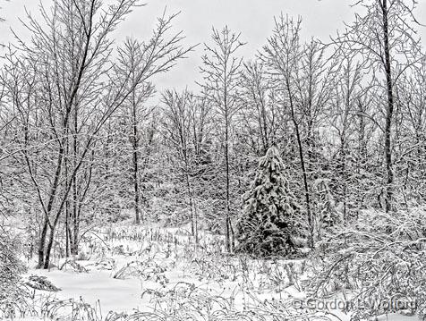 Snowscape_DSCF03879.jpg - Photographed at Smiths Falls, Ontario, Canada.