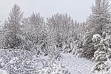 Snowscape_32520