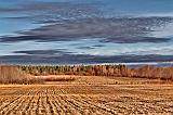 Fieldscape_08861