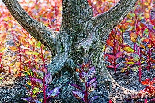 Dogwood_26850.jpg - Photographed along the Rideau Canal Waterway at Smiths Falls, Ontario, Canada.