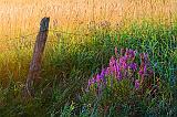 Fencepost_13802