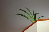 Houseplant_14019-21