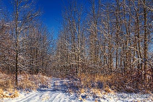 Winterscape_04532.jpg - Photographed near Merrickville, Ontario, Canada.