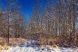 Winterscape_04532