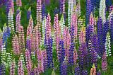 Lupins_49889